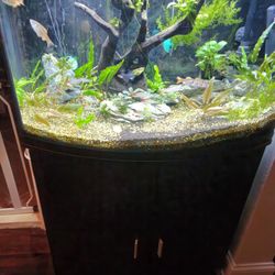 36 Gallon Bowfront Aquarium+stand+ Fluval 307 Cannister Filter + Fluval 3.0

Bluetooth Light