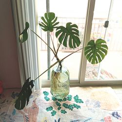 Big Monstera plan ❤️ 89103