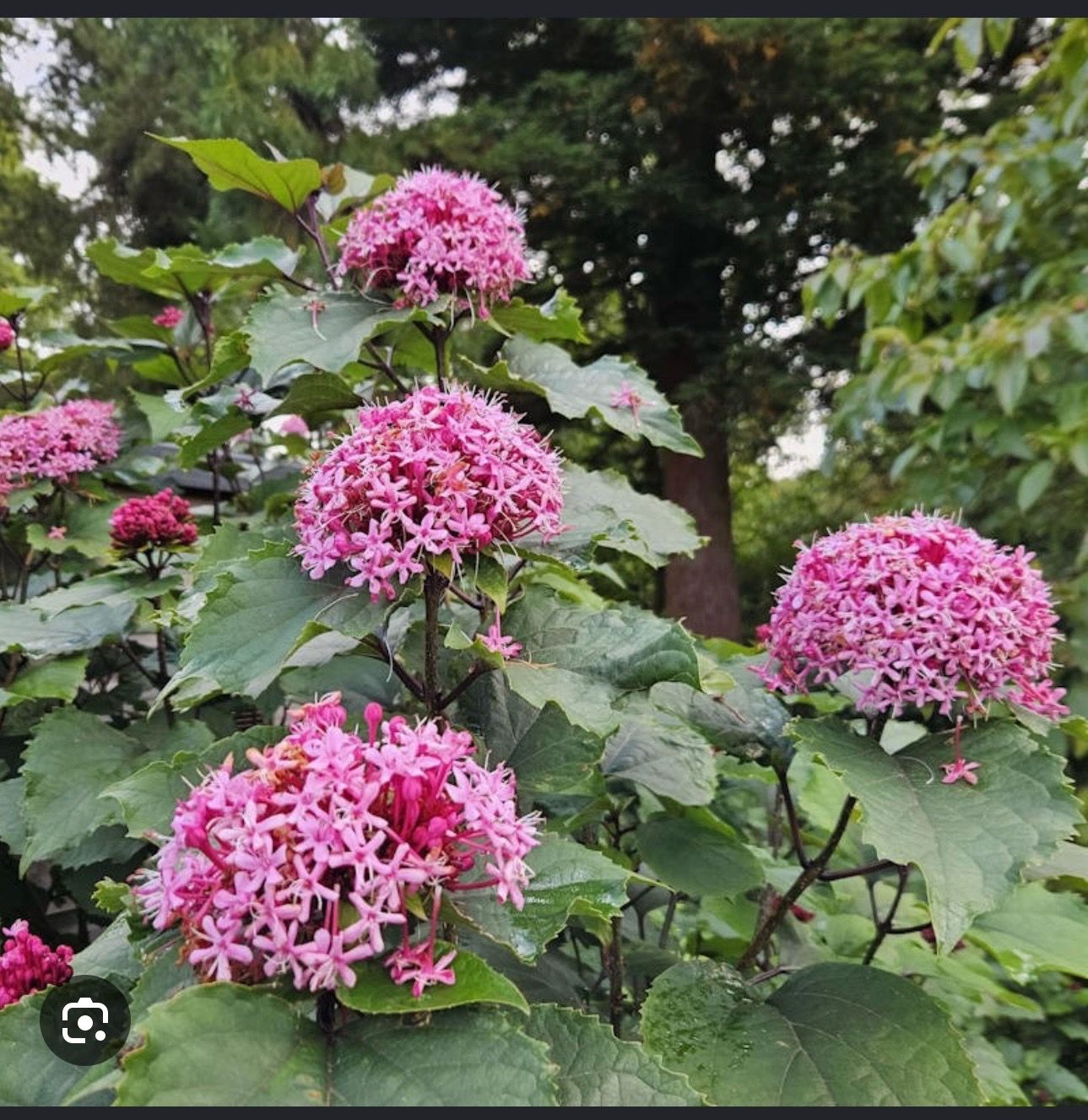 Clorodendrum rosado