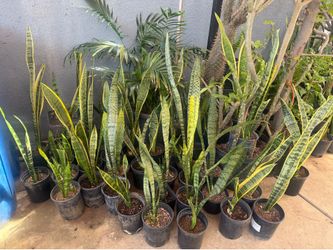 Snake plant