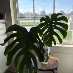 Thai Constellation Monstera Cutting (Swiss cheese Plant)