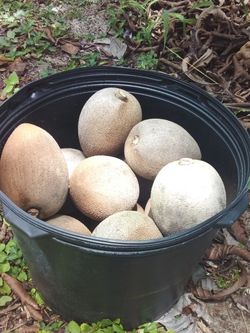 MAMEY KEY WEST FOR SALE! FOR ONLY $50 THE BOX OF 25 PONDS