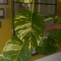 Giant Golden Pothos 
