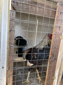 Gallos Finos
