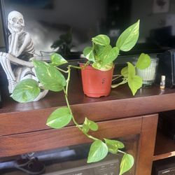 Golden Pothos B