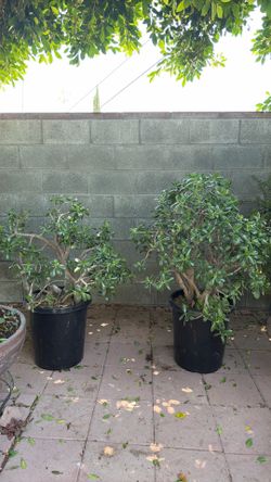 Bundle huge   trees jades /árboles de jade