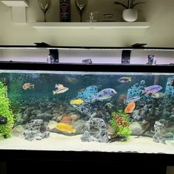 50 Gallon Tank with Stand, gravel And Wave Maker