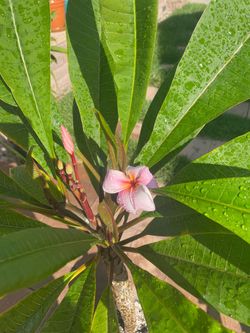 PINK PLUMERIA