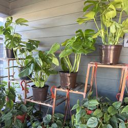 Tons Of Indoor Plants For Sale