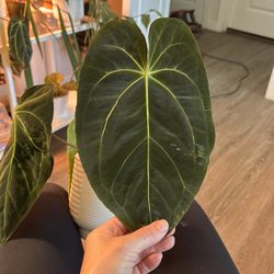 Anthurium hybrid. (Tall x stripey mag x papillilaminum