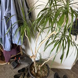 Large 5’ Madagascar Dragon Tree