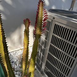 Euphorbia trigona 'Rubra' (African Milk Plant) Succulent 