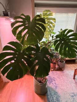 Monstera