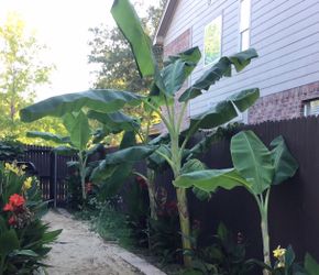 Dwarf Cavendish Banana Trees