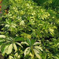 Trinette Privacy Hedge Plants 3gl 🌿💚$6