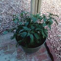 Mature Jalapeno Plant In Pot $40