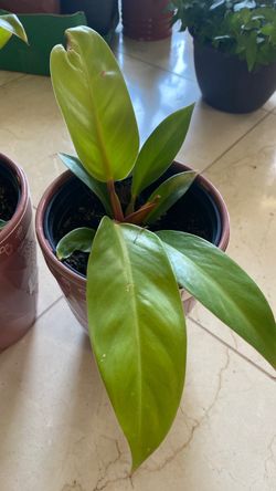 Indoor plant