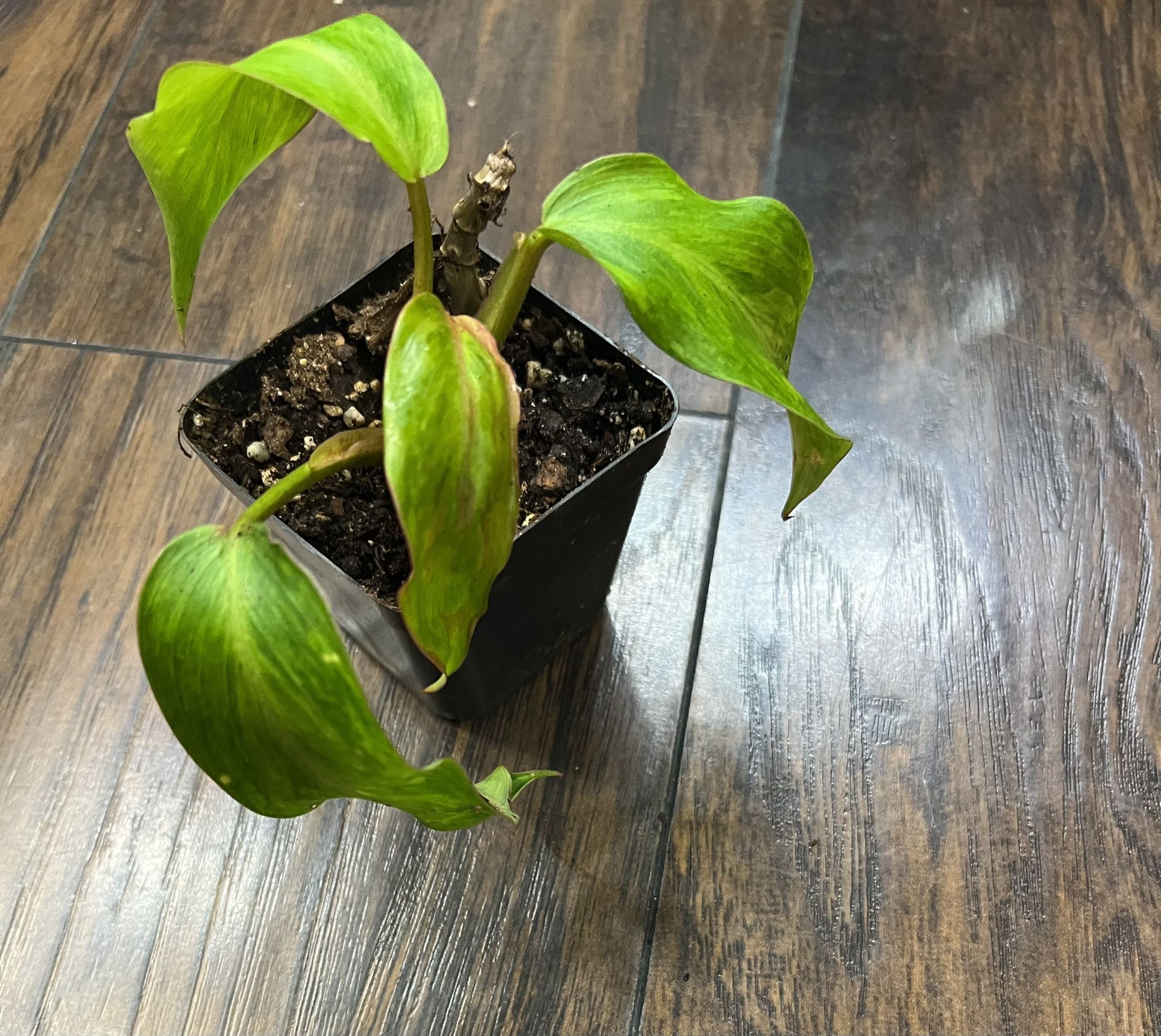 Philodendron Painted Lady Plant  (small In 2-3 Inch Pot)