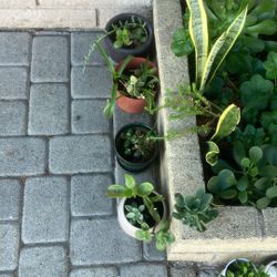 Landscaping /pimping Gardens 