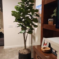 Decorative Plant 7.5ft