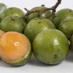 Arbolitos De Mamoncillo/Quenepas/ Mamon