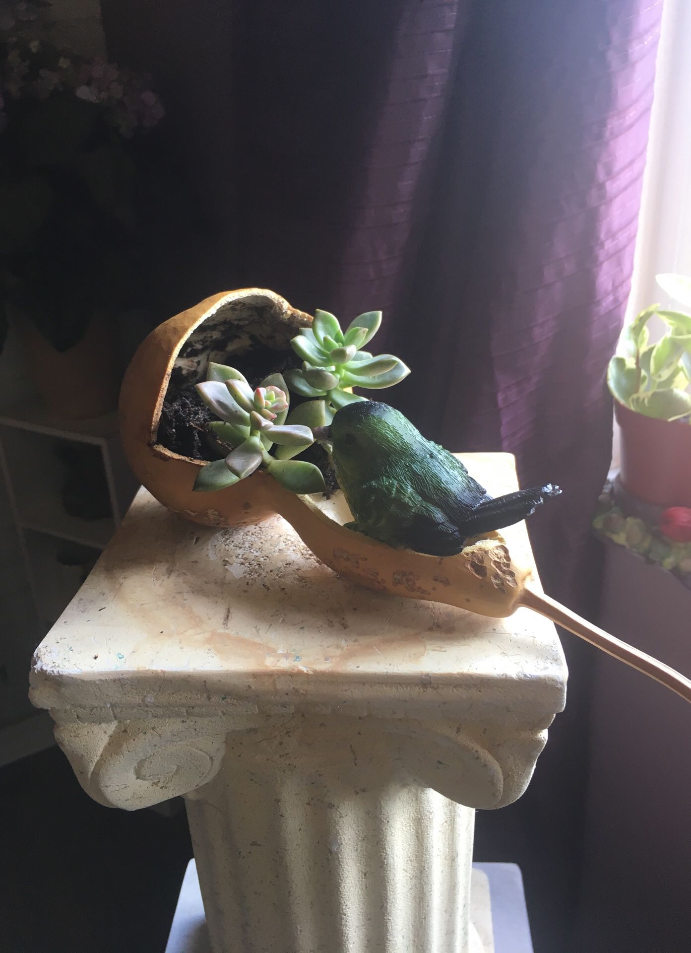 Jade Succulent In Natural Gourd with Nesting Bird