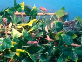 Baby Panther chameleons