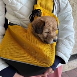 Brand New-TOMKAS Small Dog Sling Carrier - Adjust. Strap & Zip Pocket