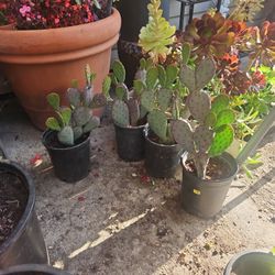 Cactus 