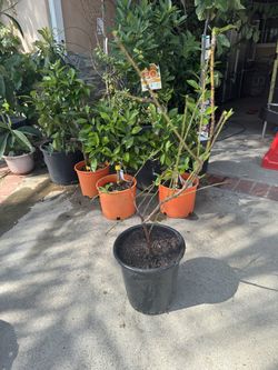 AUGUST PRIDE PEACH TREE - MATURE & FRUITING - READY FOR PLANTING Available for pick up is a beautiful, established August Pride Peach tree. This is a 