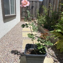 Miyabi Cha garden rose Plant 
