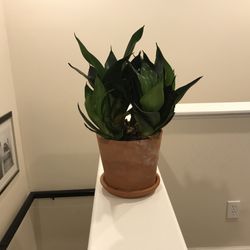Bird’s Nest Plant Snake Plant In Terracotta Pot And Saucer