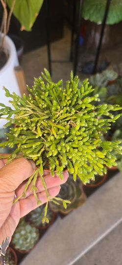 Rhipsalis Live Succulent Cactus Plant