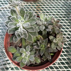 Suculenta