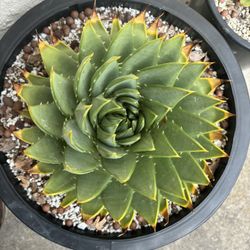 Aloe Polyphylla Plants. for Sale in San Diego, CA - OfferUp