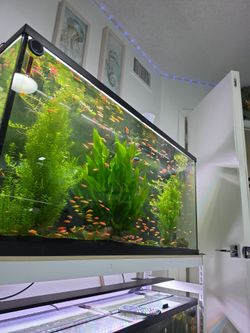 Fish tank- peceras