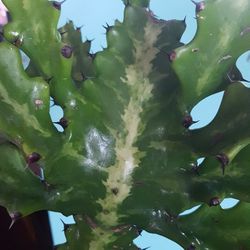 Large Euphorbia Dragon Bone Cactus Plant