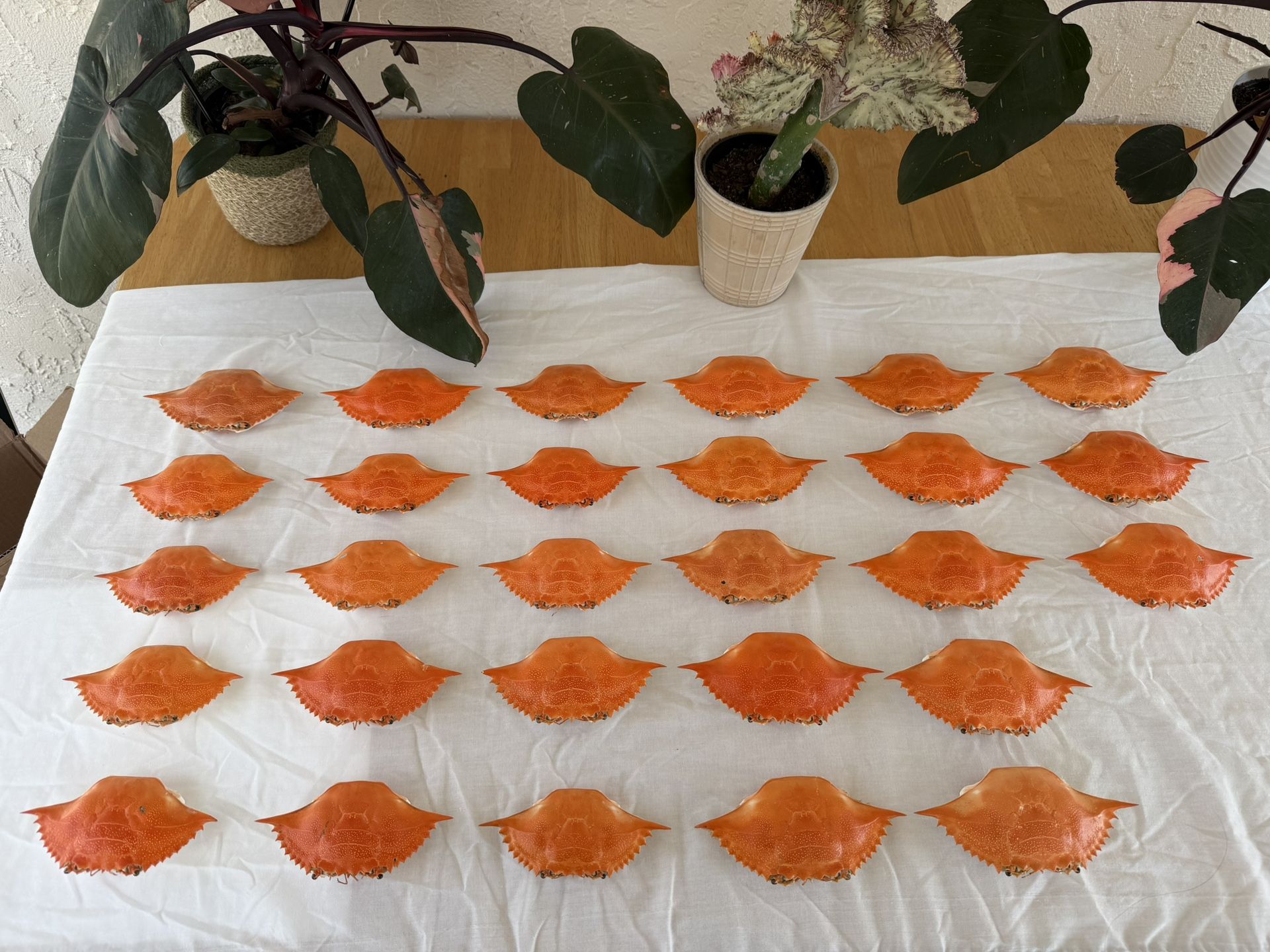 FL Blue Crab Shells for Crafting