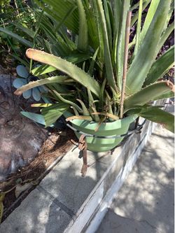Large Aloe Vera Plant
