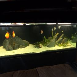 180 Gallon Aquarium Fish Tank With Center Overflow Sump And Lamp