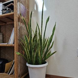 Snake Plant