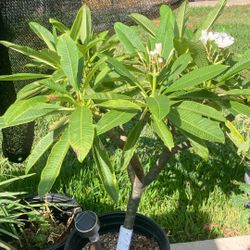 White Plumeria With A Yellow Center.  