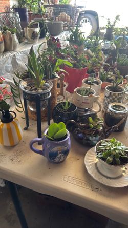 Plant sale mother day