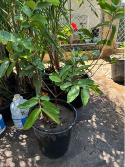 Guava Tree