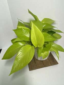 Neon Pothos