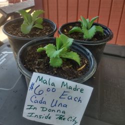 Plant Mala Madre $6.00 Each / Casa Una In Donna Inside The City 