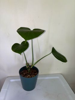 Monstera Deliciosa
