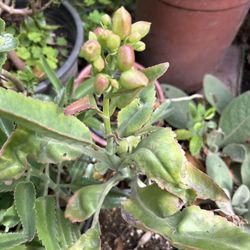 Calanchoe Hoja Ancha
