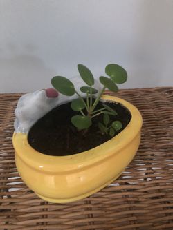 Pancake Plant In Ceramic Cat Pot  Live Plant   Thumbnail