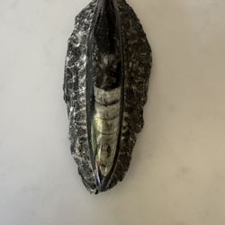 Orthoceras Fossil, 4 Inches